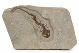 Fossil Salamander (Chelotriton) - Gračanica, Bosnia #301890-1